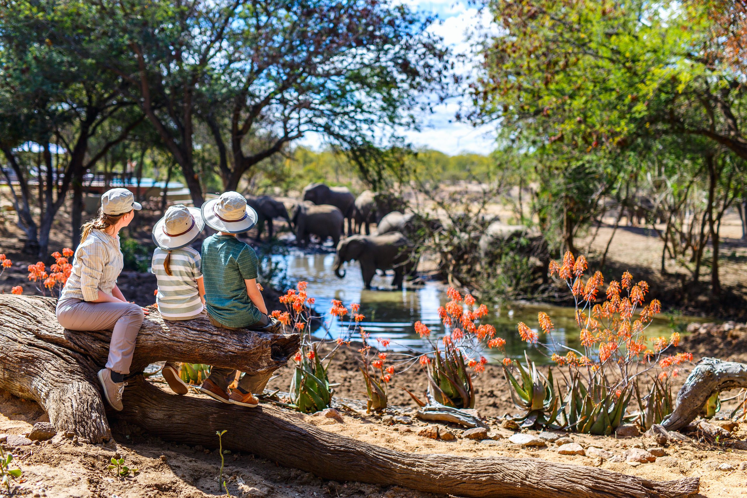 mother on a african safari trip with her son and daughter. family sits on a fallen tree trunk and gazes at the family of elephants in a pool of water on a sunny day.