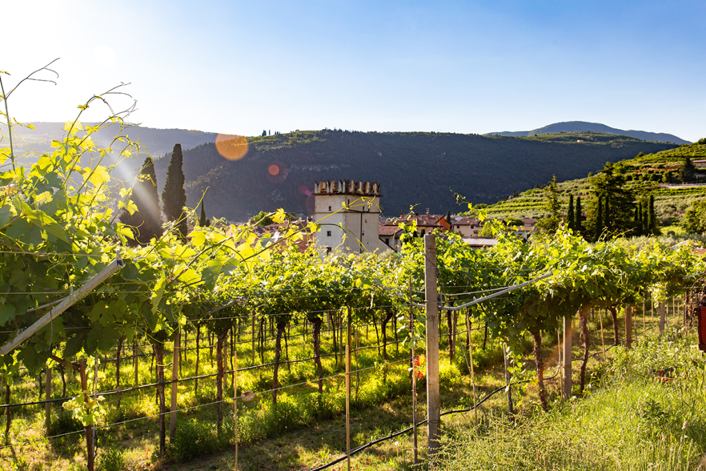 lush green vineyards in italian countryside