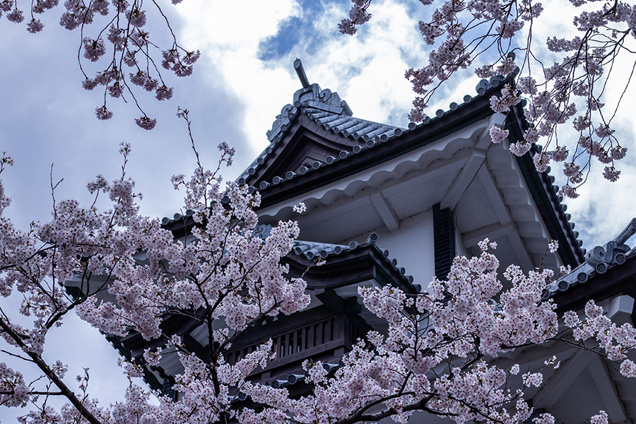 ground view of Kanazawa, home to the Maeda Clan with cherry blossoms