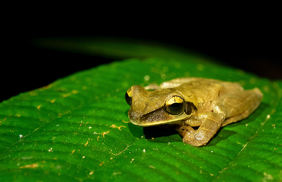 green frog sitting on a green leave in the Amazon Forest