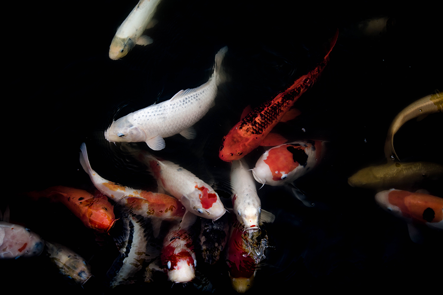 white, red and red spotted coy fish in a pond in japan