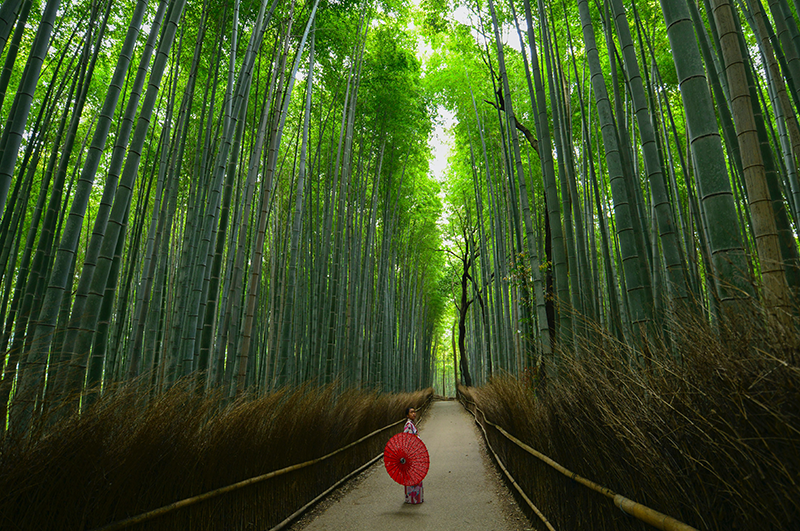 lush green columns of the Arashiyama Bamboo Forest