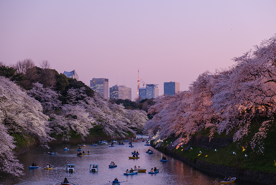 twilight skies in tokyo japan overlooking the river surrounding with cherry blossoms