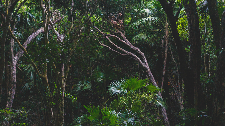 lush Tambopata National Reserve in peru