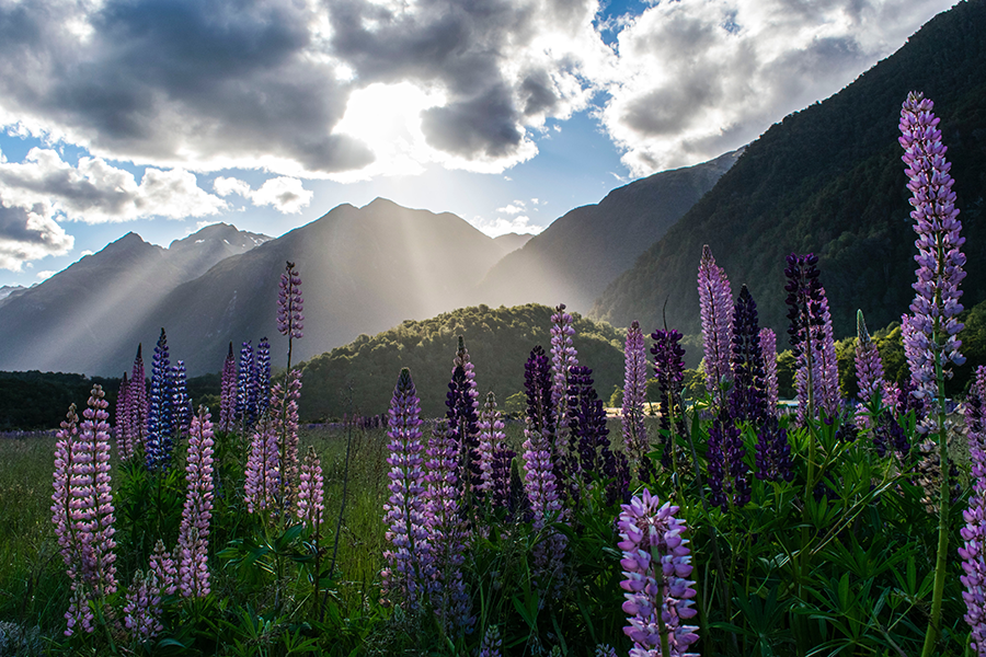 purple flowers in the milford sound in new zealand