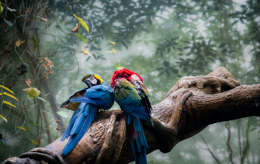 photo of 2 macaws, animal, parrot and plant in costa rica