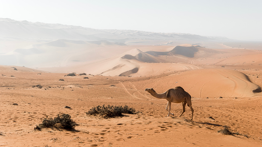 photo of oman, wahiba sands, camel and blue in Oman