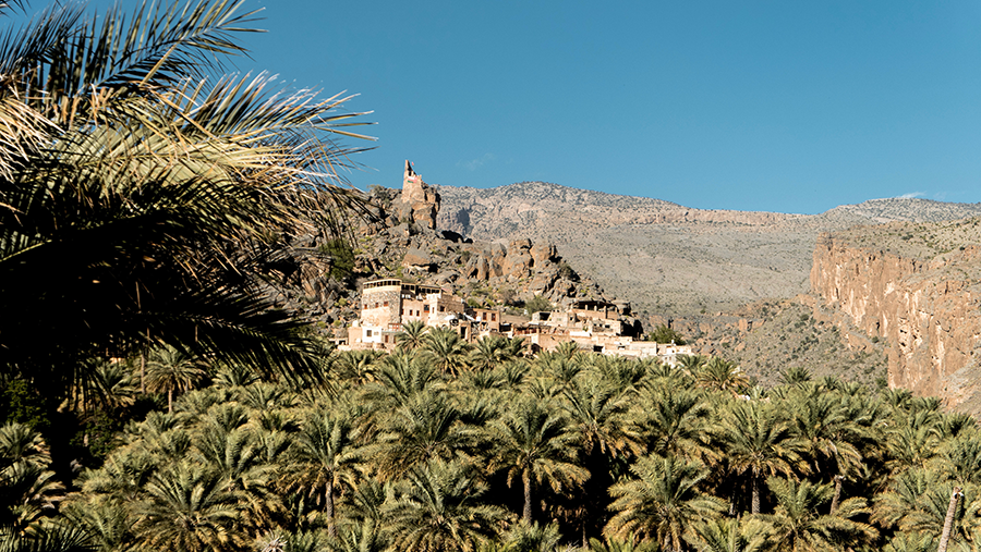 photo of misfat al abriyyin، oman, plant, agavaceae and vegetation in Misfat al Abriyyin, Oman