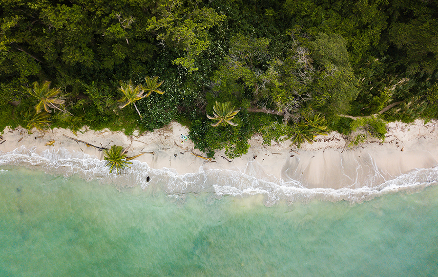 photo of costa rica, nature, cocnut trees, outdoors and land in Costa Rica