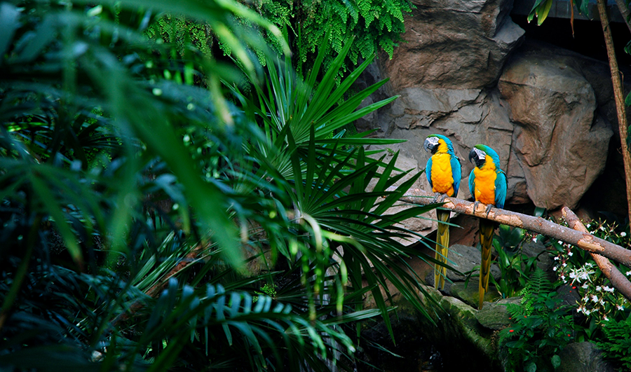 photo of animal, bird, macaw and parrot, two in costa rica