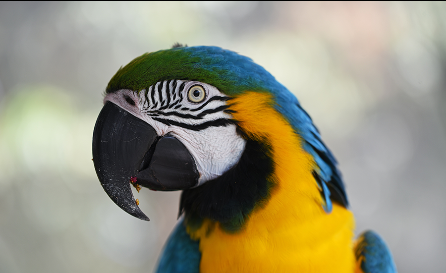 photo of bird, animal, kuranda and parrot in costa rica