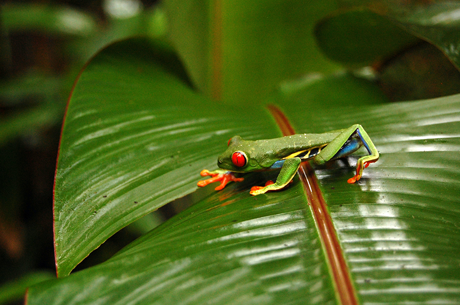 green tropical frog on green leaf and of arenal volcano, alajuela, san carlos and costa rica in Costa Rica