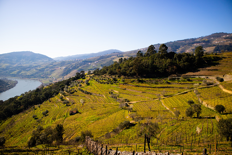 Rolling lush hills of the Douro Valley and vineywards in the springtime