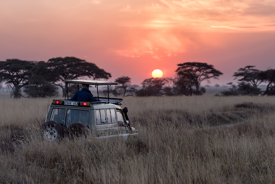 photo of africa, serengeti, safari and grass