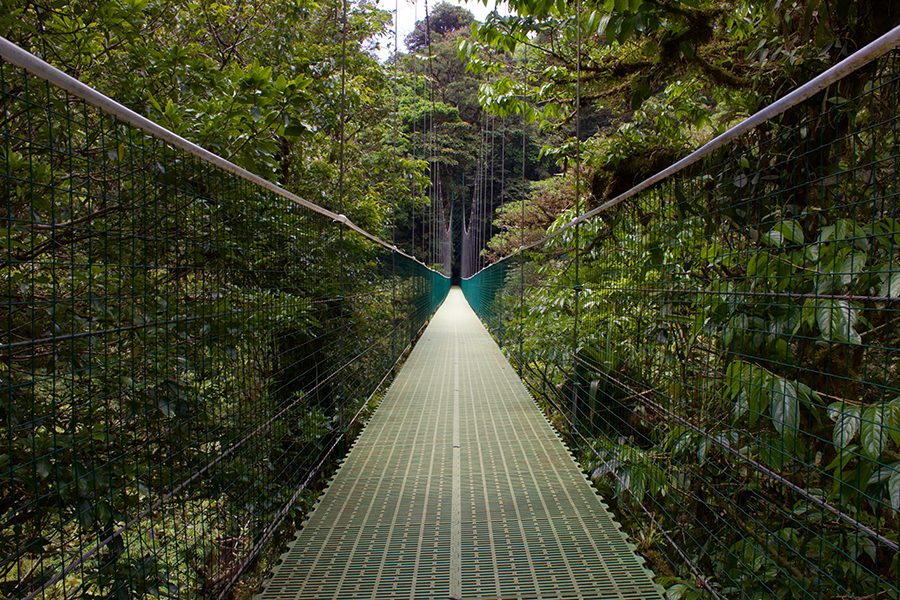 gray wooden bridge in forest and selvatura and guanacaste province in Monteverde, Costa Rica