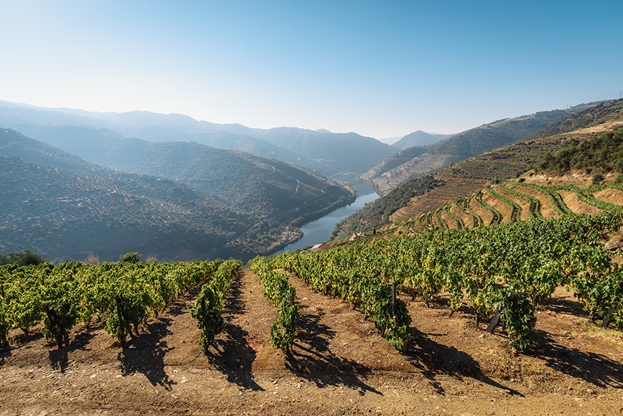 Dramatic hi-top view of the Douro Valley landscape in the middle of the summer with lush wine vineyards