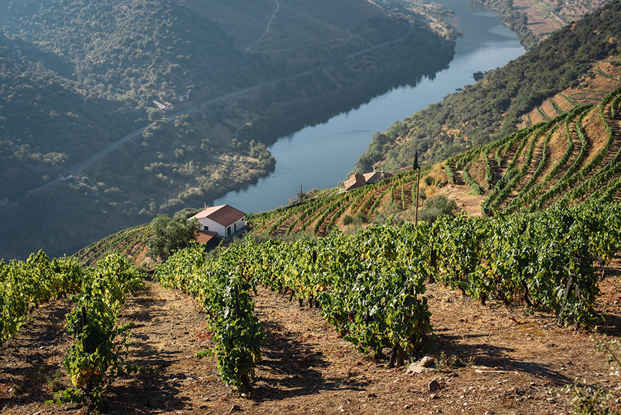 Steep angle of vineyards overlooking the Douro Valley River