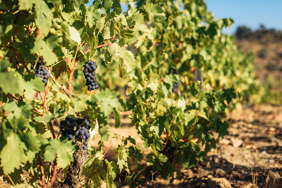 Up-close image of red grapes ready to be picked at the end of the season