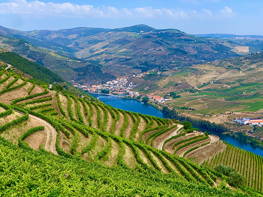 Lush view of the rolling hills of the Douro Valley with vineyards and blue skies dominating the landscape.