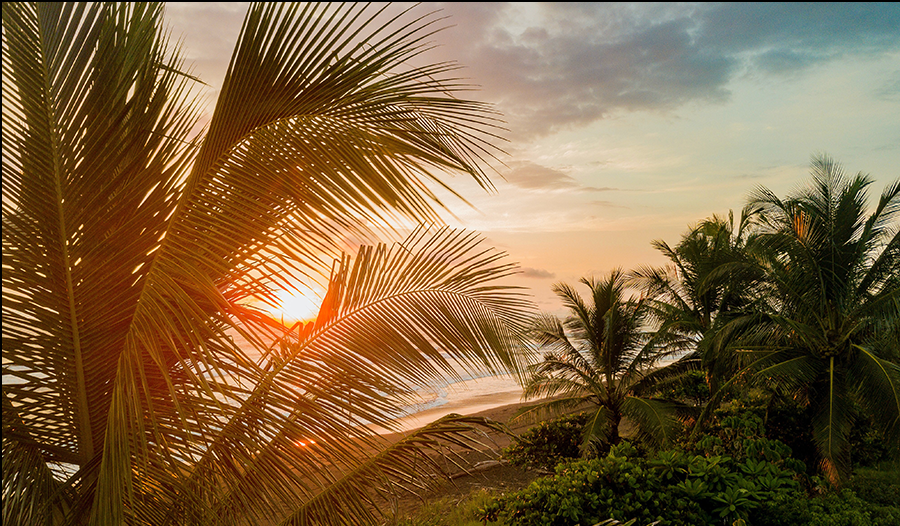 photo of jaco beach, costa rica, tree and sand in Costa Rica