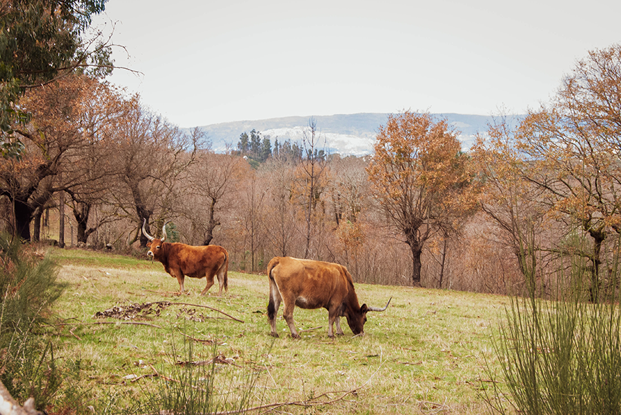 Free range brown bulls roaming the hills of Barca de Alva, Figueira de Castelo Rodrigo, Portugal