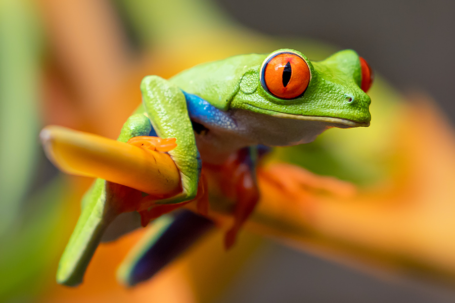 red-eyed tree frog photo of animal, frog, la paz waterfall and costa rica in Costa Rica