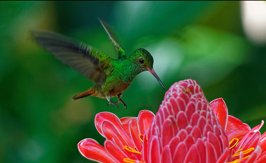 photo of costa rica, animal, bird and hummingbird in Costa Rica