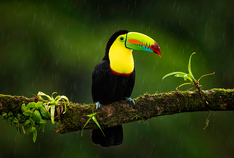 photo of costa rica, animal, bird and toucan in Costa Rica