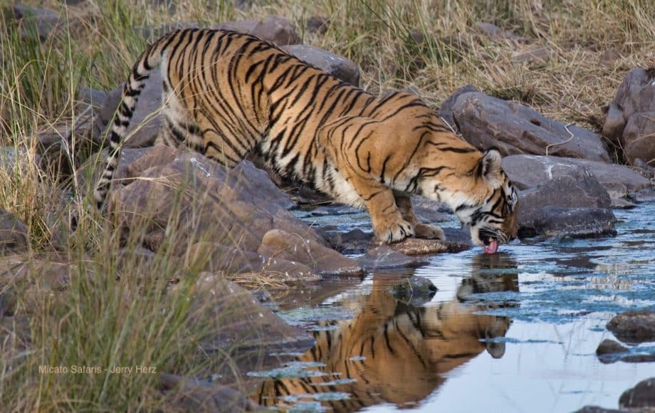 Luxury Safari