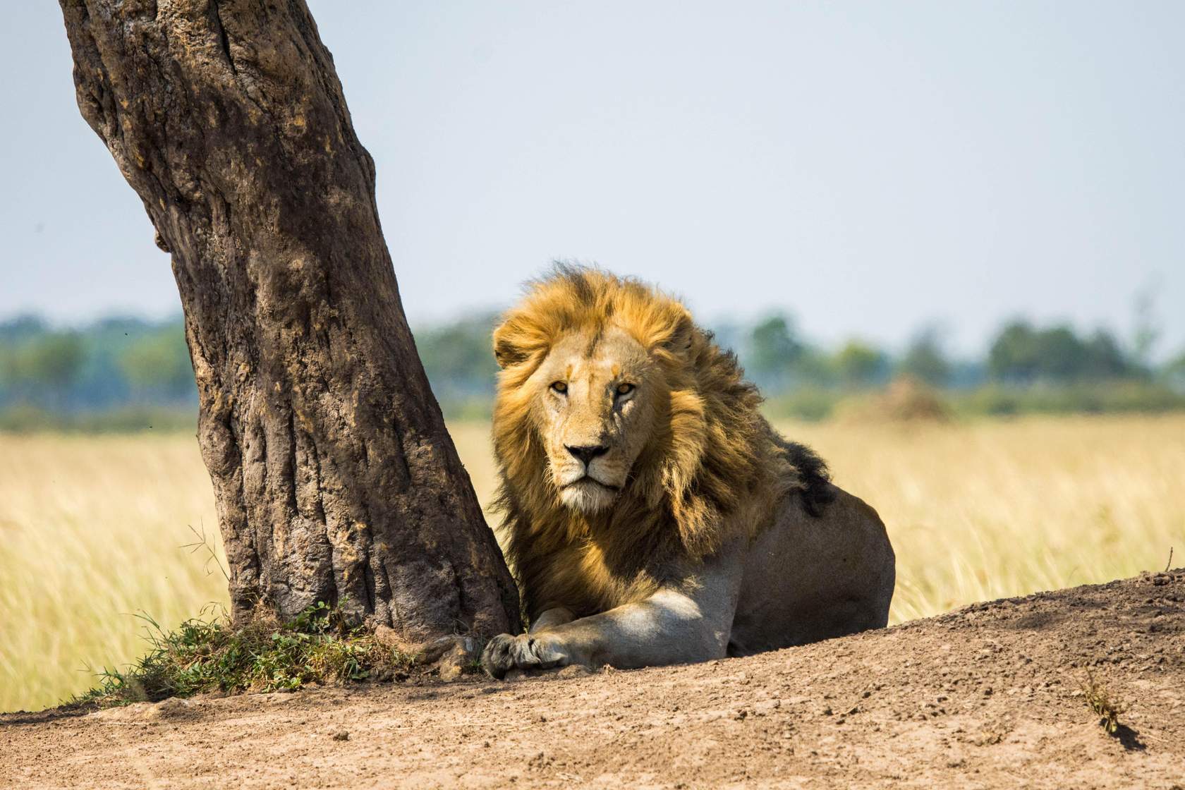 Luxury Safari: Lion laying by a tree