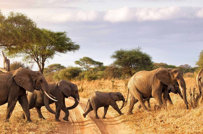Luxury Safari: a herd of elephants