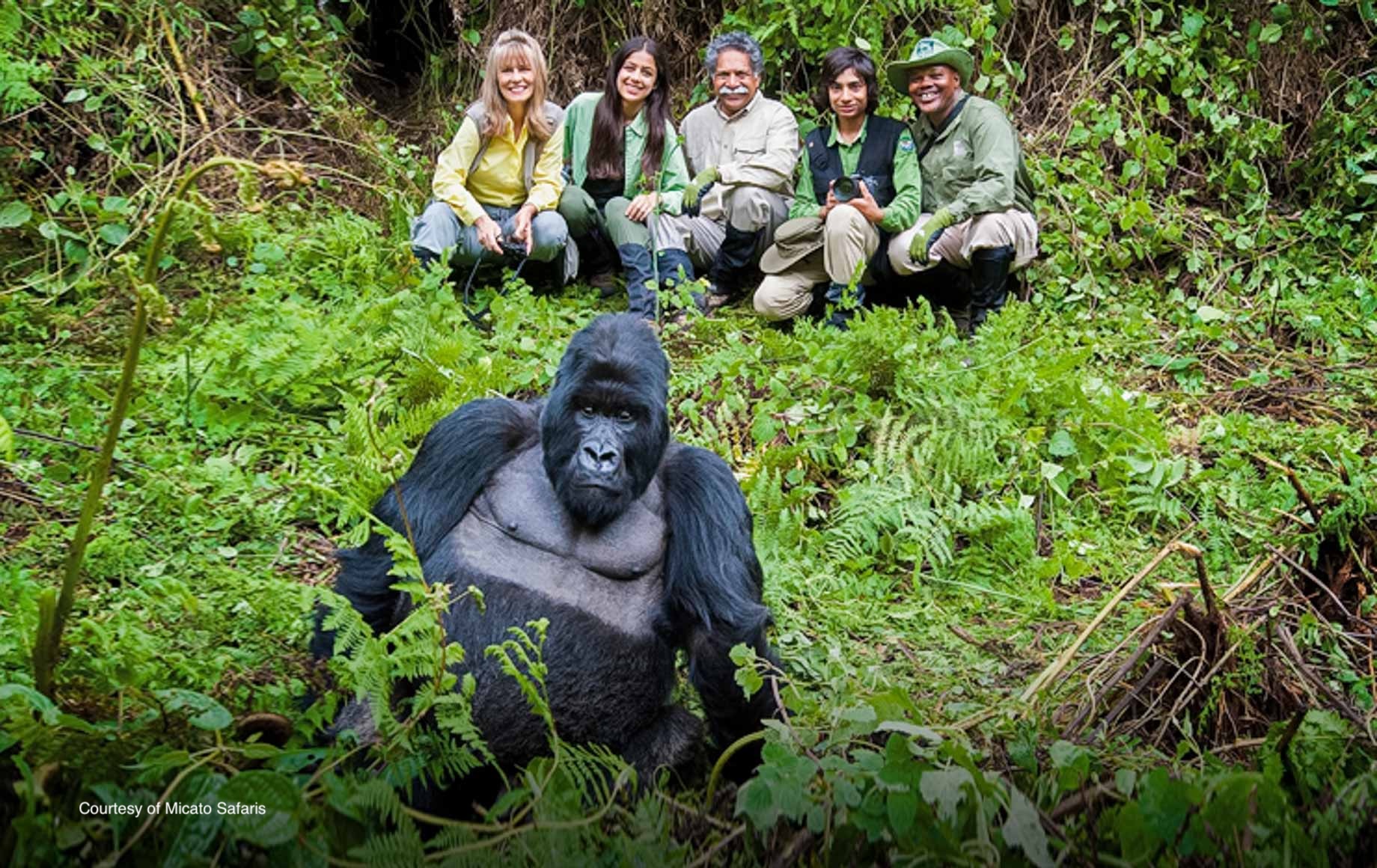Luxury Safari: Gorilla Trekking